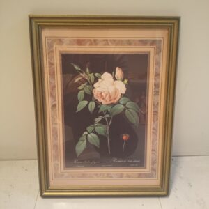 Taulu Rosa Indica Fragrans (K)