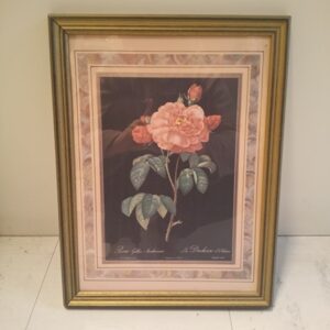 Taulu Rosa Gallica Aurelianensis (K)