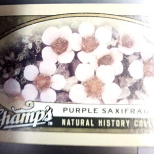 2009-10 UD Champs Natural History Collection Purple Saxifrage